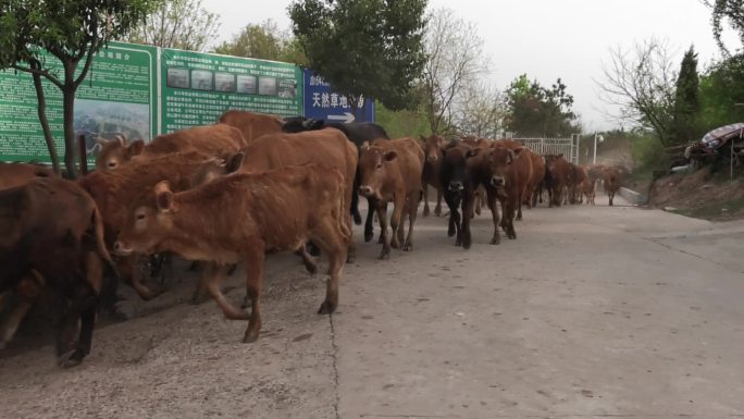 牛场 牛群 黄牛 肉牛 育肥牛 放牧归来