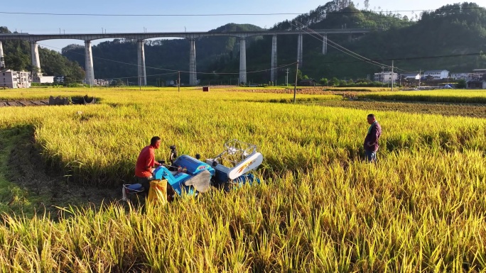 4K 农民机械化收稻子
