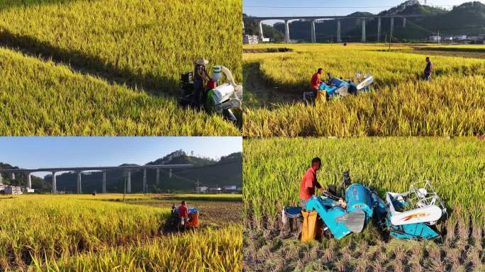 4K 农民机械化收稻子
