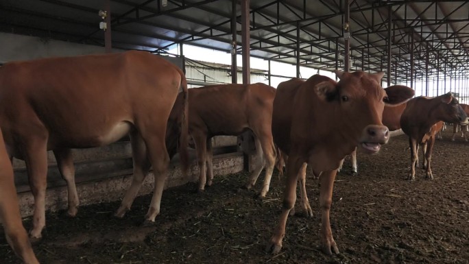 牛场 牛舍 黄牛 牛群 肉牛 母牛 犊牛