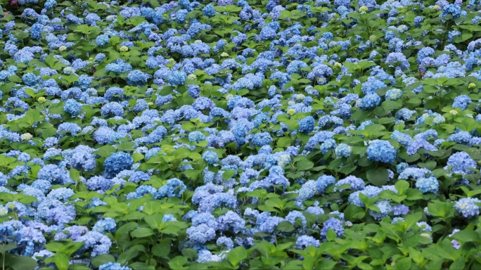 杭州临平公园无尽夏绣球花花海