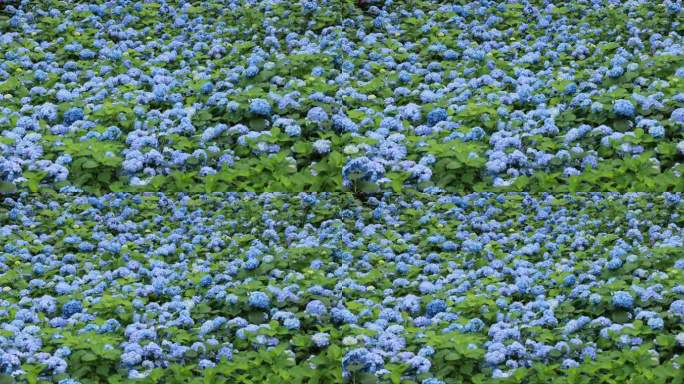 杭州临平公园无尽夏绣球花花海