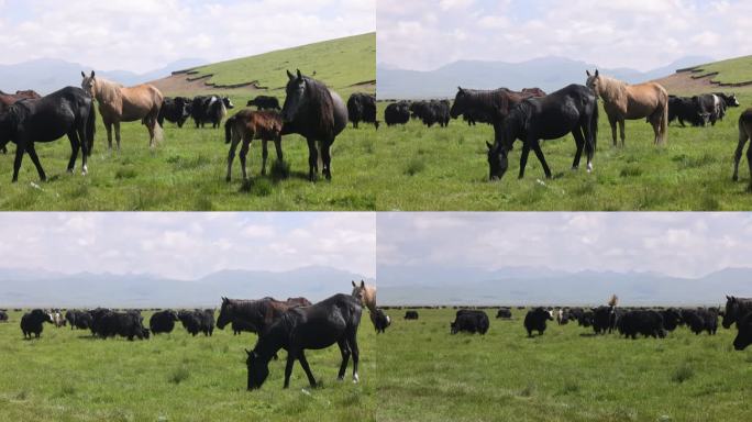 若尔盖草原牦牛放牧吃草牛马山坡蓝天白云