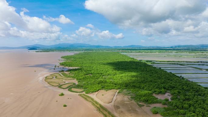 4k广东江门银湖湾湿地公园红树林航拍延时