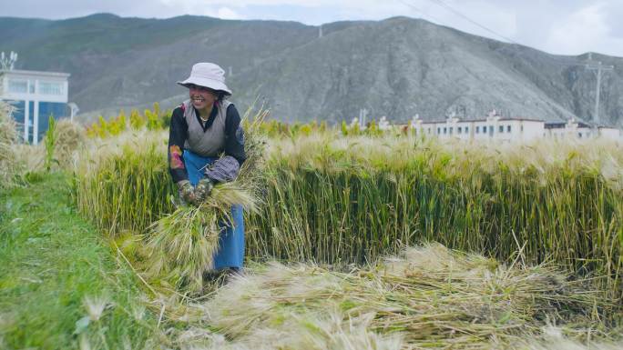 收割 收获 粮食 收成 脱贫攻坚农田干活