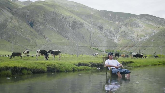动物吃草 与动物和谐共处 奶牛 河水泡脚
