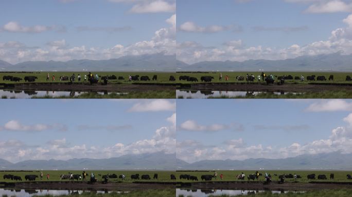 若尔盖草原牦牛放牧吃草牛群湖泊蓝天白云