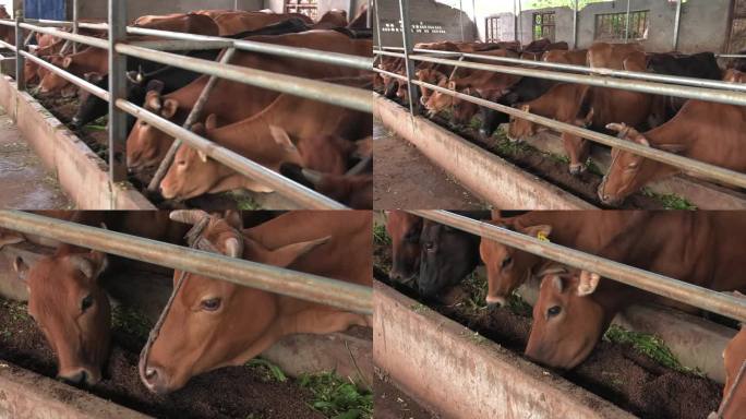 牛舍 黄牛 牛群 肉牛 母牛 犊牛 吃料