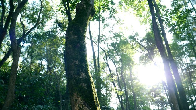 森林阳光 阳光穿透树叶 感受大自然