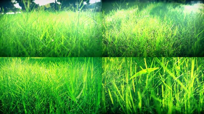 阳光绿色草地草坪小草