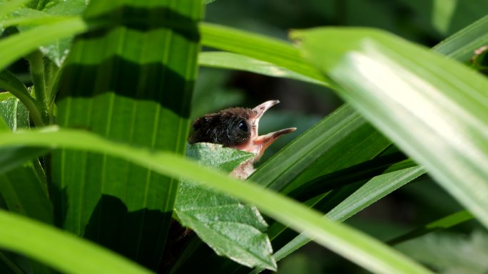 草丛里的红耳鹎幼鸟