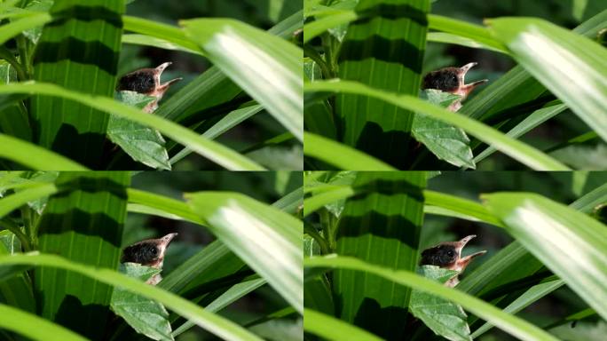 草丛里的红耳鹎幼鸟