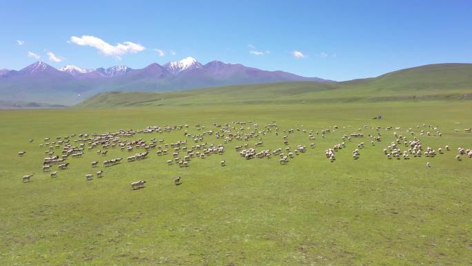 大美新疆独库公路巴音布鲁克草原羊群航拍