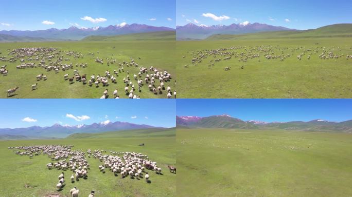 大美新疆独库公路巴音布鲁克草原羊群航拍