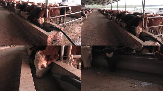 牛舍 牛群 黄牛 育肥牛 饮水 喝水