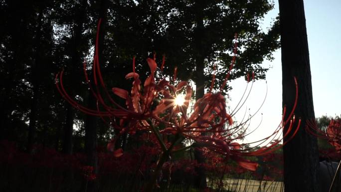 西安浐灞国家湿地公园彼岸花开夕阳光影吹动