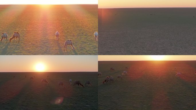内蒙古四子王旗大红山野骆驼航拍4K风景