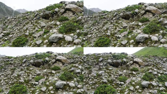 野生哺乳动物 岩羊 山地草原 岩羊奔跑