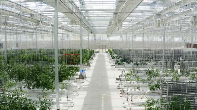 农业科技 温室栽培 大棚种植西红柿 暖棚