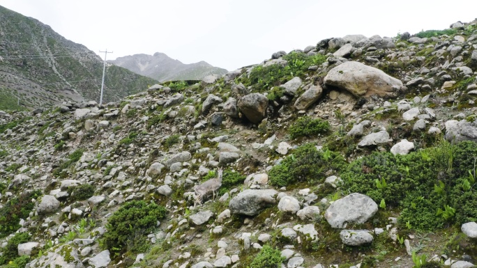 生物多样性  高原 山地 西藏雪域高原