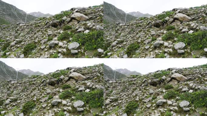 生物多样性  高原 山地 西藏雪域高原