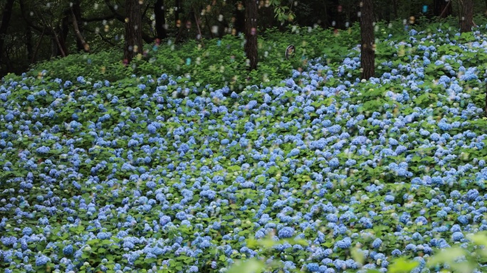 杭州临平公园无尽夏绣球花花海