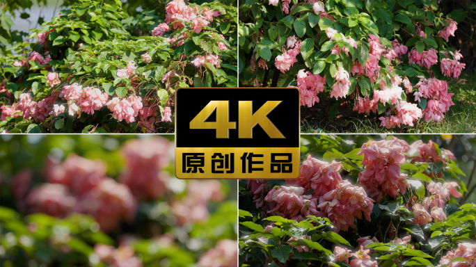 唯美柔光粉纸扇花在朝阳中盛开