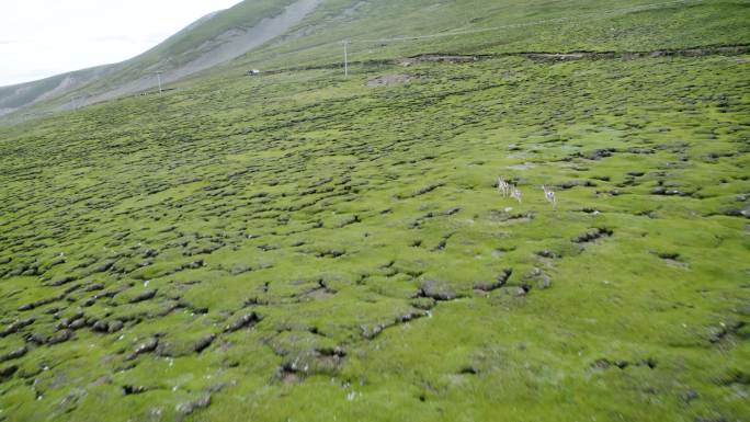山羊岩羊群 奔跑 生态环境好 山间 山谷