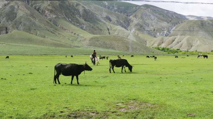 内蒙古 草原牛 草场 牧业 牧场风光
