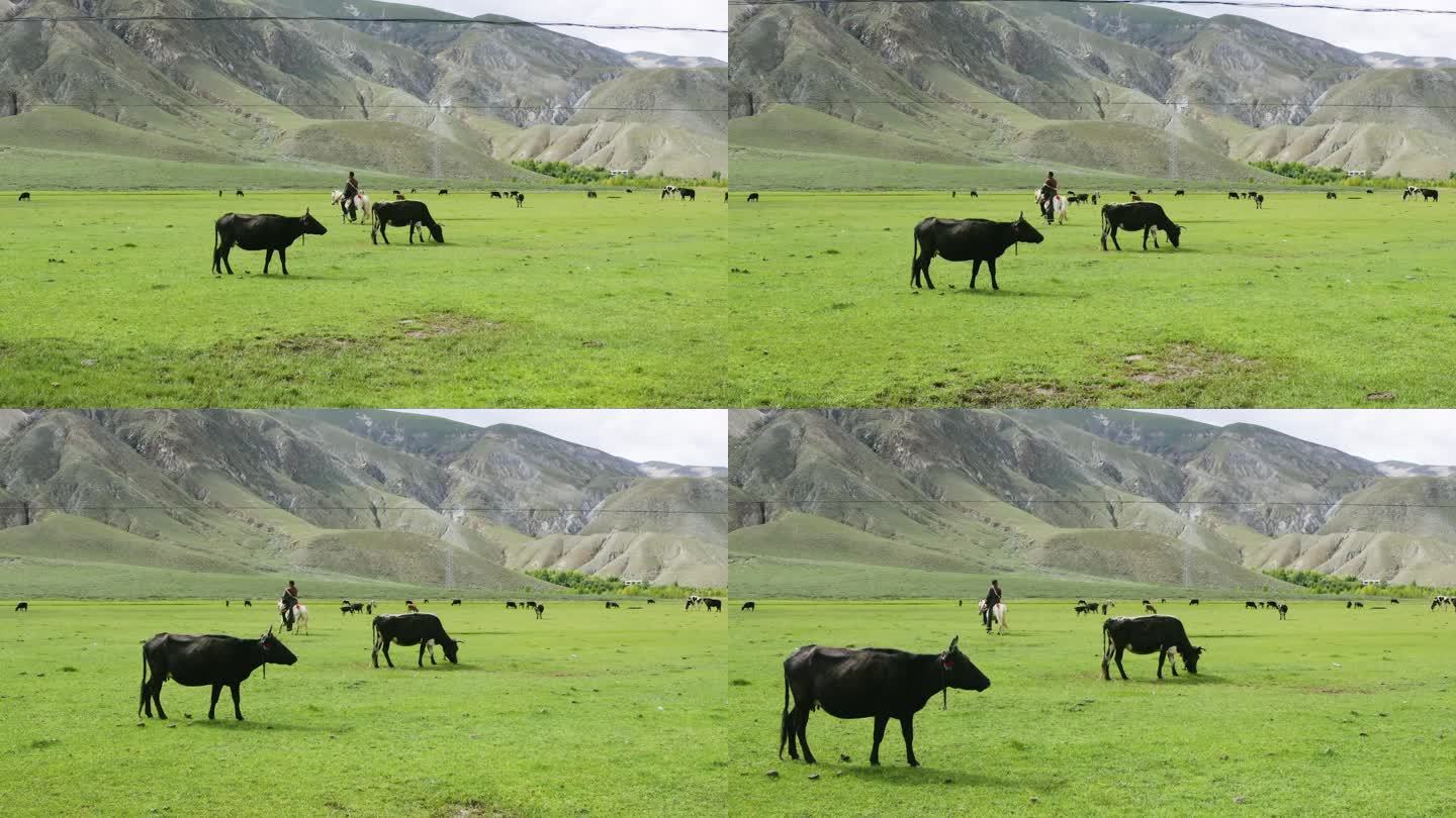 内蒙古 草原牛 草场 牧业 牧场风光