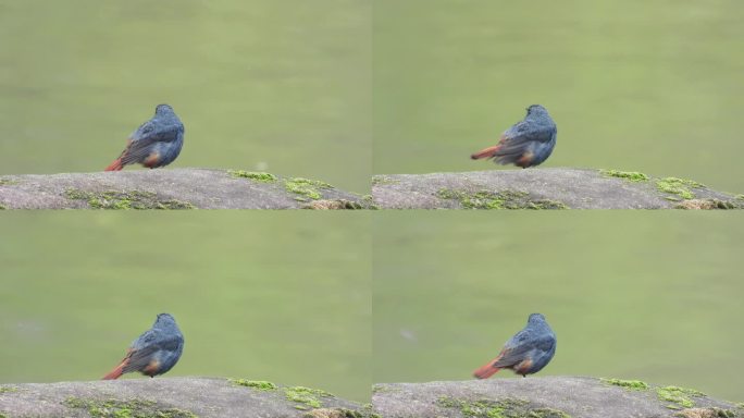 河边的漂亮小鸟，红尾水鸲公鸟
