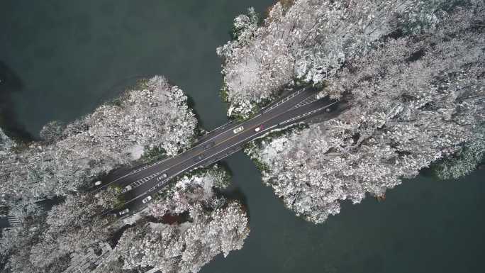 4K航拍西湖雪景