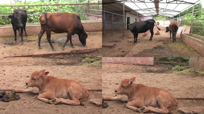 产房 黄牛 肉牛 母牛 小犊牛 外貌