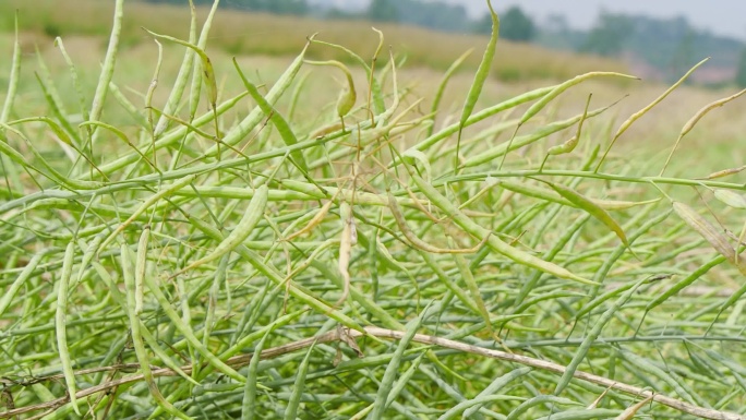 油菜籽 菜油 油菜地