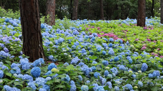 杭州临平公园无尽夏绣球花花海