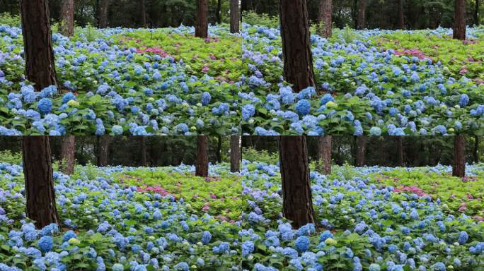 杭州临平公园无尽夏绣球花花海