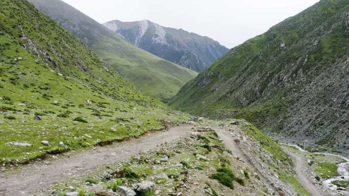 山羊岩羊群 山羊岩羊奔跑 山间 保护物种