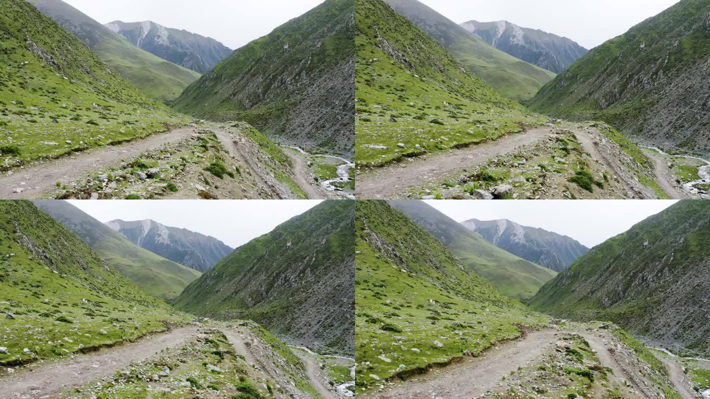 山羊岩羊群 山羊岩羊奔跑 山间 保护物种