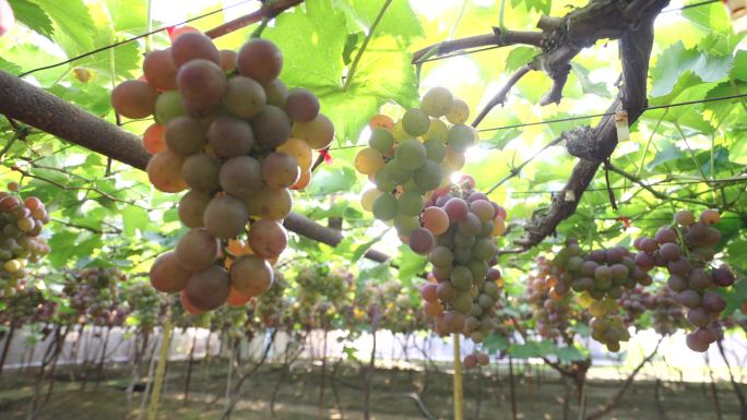 一串串成熟葡萄挂满枝头  阳光果园