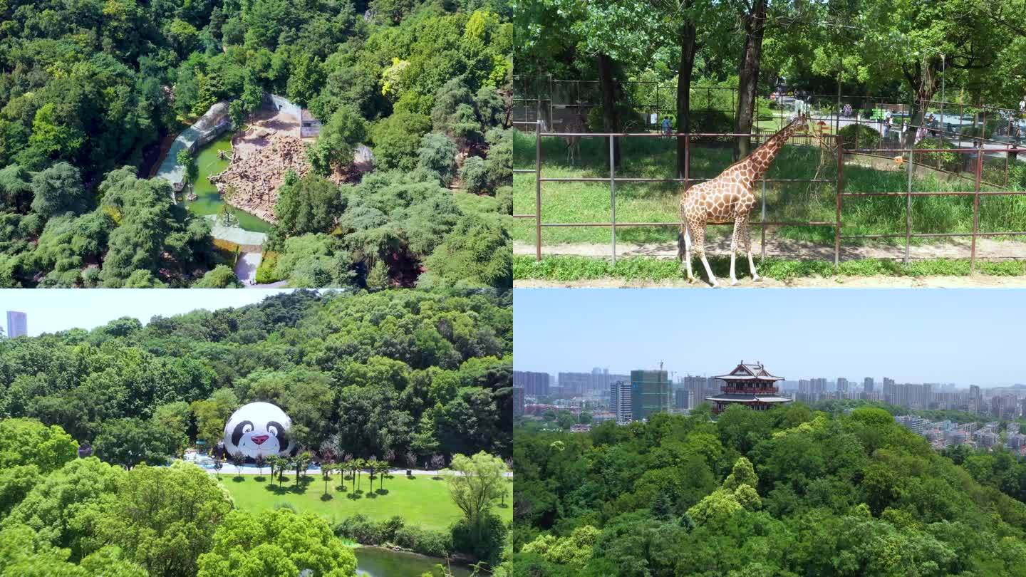 南京红山动物园4k航拍