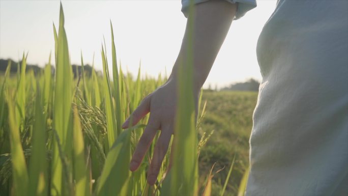 白裙女生手摸水稻慢步向前稻谷成熟丰收季节