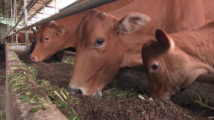 牛舍 黄牛 牛群 肉牛 母牛 犊牛 吃料