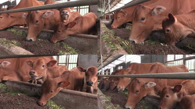 牛舍 黄牛 牛群 肉牛 母牛 犊牛 吃料