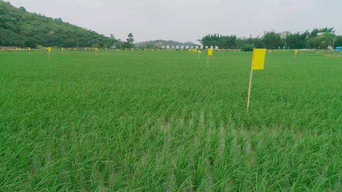 航拍乡村振兴高标准农田水稻物理防虫插黄板
