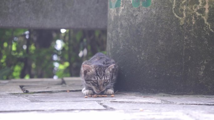 狸花猫在吃猫粮2