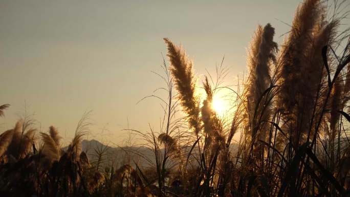 滇池夕阳下的芦苇丛