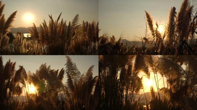 滇池夕阳下的芦苇丛