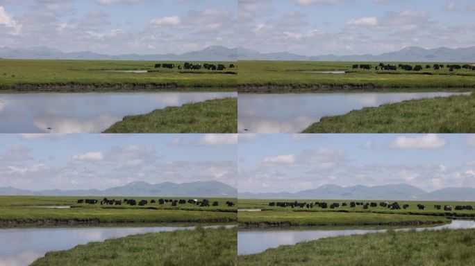 若尔盖草原牦牛放牧吃草牛群湖泊蓝天白云