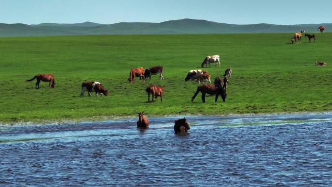 新疆草原上悠闲饮水的马群