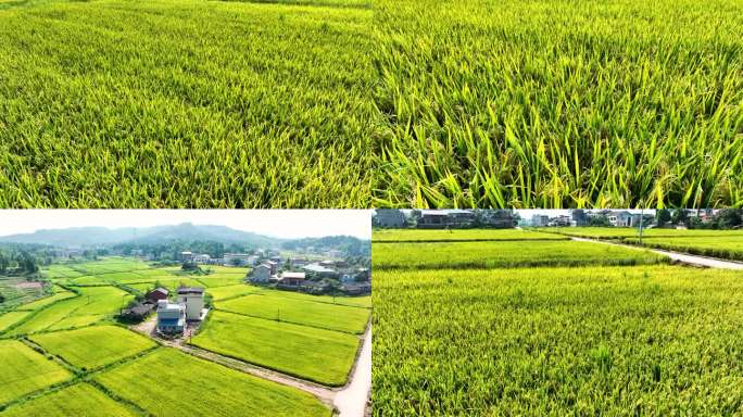航拍乡村振兴天府粮仓安岳大片规模稻田